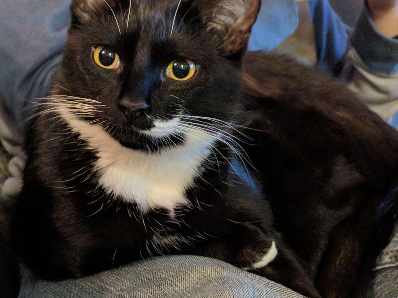 A black and white tuxedo cat. It is very cute